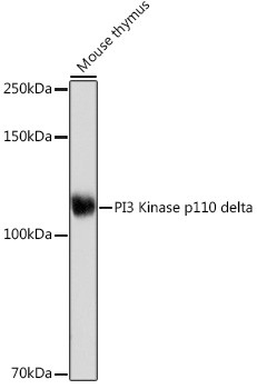 Anti-PI3 Kinase p110 delta