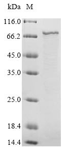 Fusion glycoprotein F0 (F), partial, human respiratory syncytial virus A, recombinant