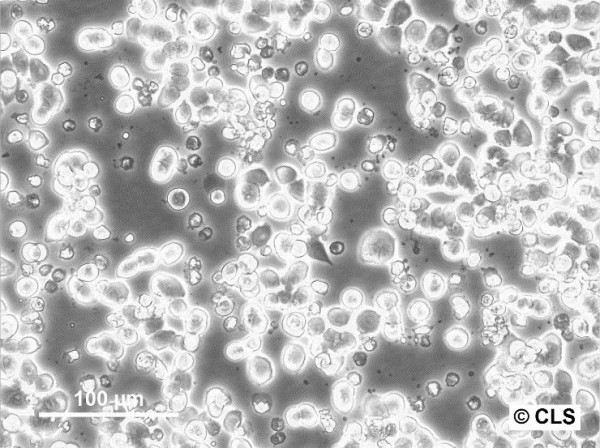 LS513 Cells