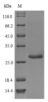 Urease subunit alpha (ureA), Helicobacter pylori, recombinant