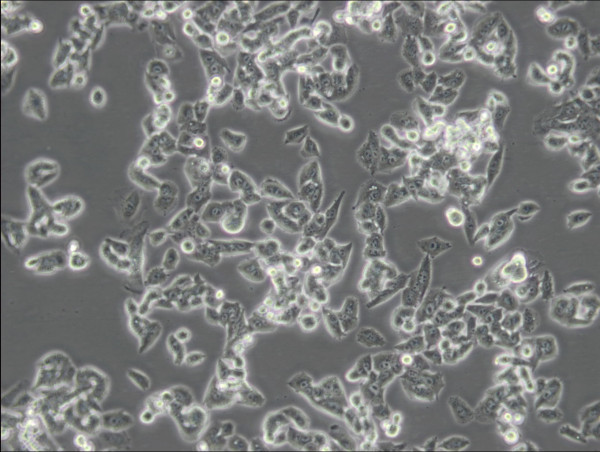 RM-1 Cells