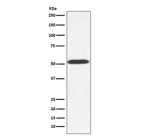 Anti-Alpha Tubulin / TUB1, clone CI-20