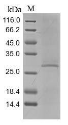 Complement C1q tumor necrosis factor-related protein 3 (C1qtnf3), mouse, recombinant