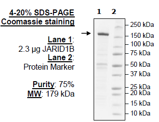 JARID1B (KDM5B), Full Length, FLAG-tag
