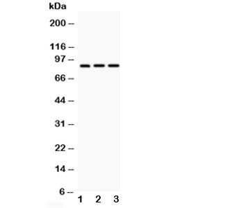 Anti-CD18