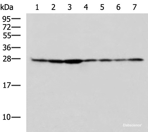 Anti-RPL10A