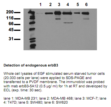 Anti-ErbB3 (amino acids 1250-1270), clone 5A12