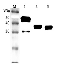 Anti-Clusterin (human), Biotin conjugated