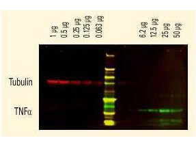 Anti-Chicken IgG (H&amp;L), DyLight(TM) 680 Conjugated