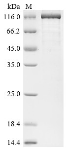 Beta-galactosidase (lacZ), Escherichia coli, recombinant
