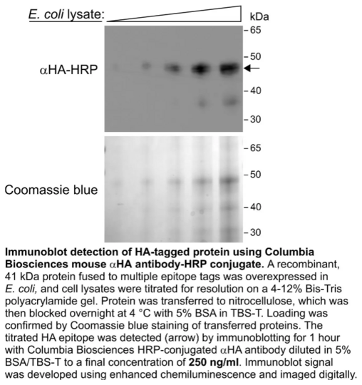 Mouse Anti-HA IgG:HRP