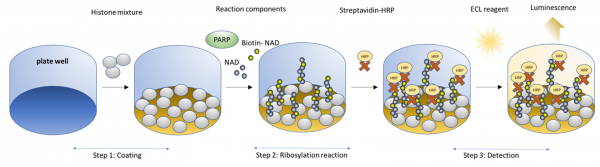 PARP2 Chemiluminescent Assay Kit