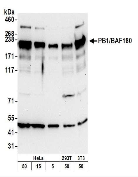 Anti-PBRM1