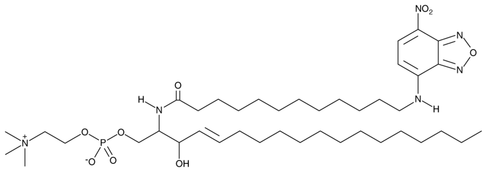 C12 NBD Sphingomyelin (d18:1/12:0) | Cayman Chemical