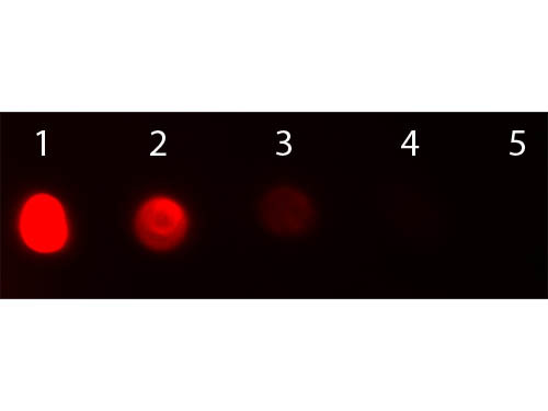 Anti-Bovine IgG [H&amp;L] [Rabbit] Texas Red conjugated F(ab')2 fragment