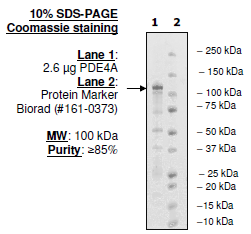 PDE4A1A, active human recombinant protein