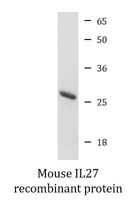 Mouse IL27 recombinant protein (Active)