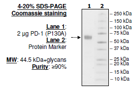 PD-1 (P130A), Fc fusion, Biotin-labeled