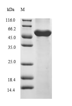 COP9 signalosome complex subunit 2 (cops2), Danio rerio, recombinant