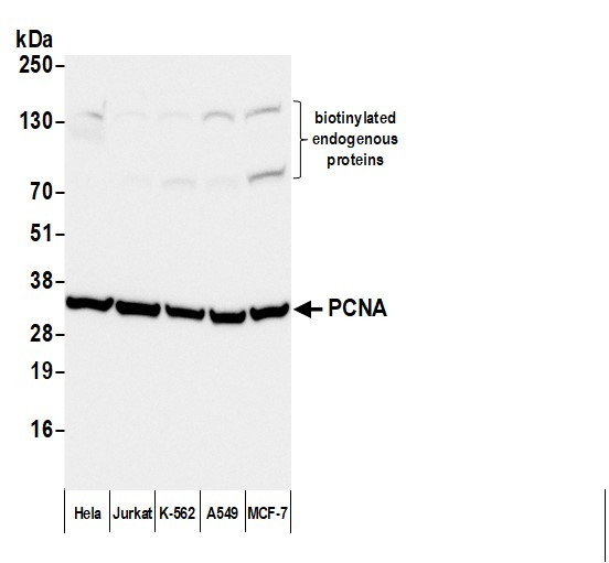 Anti-Mouse IgG-heavy and light chain, Biotin conjugated