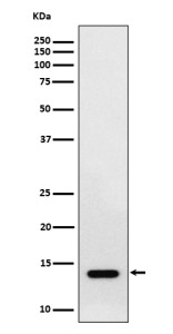 Anti-RNF7 / Ring finger protein 7, clone 30R91