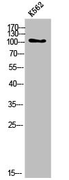 Anti-COL6A2