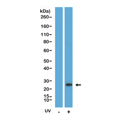 Anti-Cleaved Caspase 8 (human), Rabbit Monoclonal (RM442)