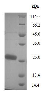 Pertussis toxin subunit 1 (ptxA), Bordetella pertussis, recombinant