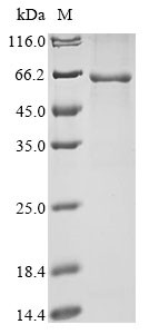 Desmoglein-3 (Dsg3), partial, mouse, recombinant