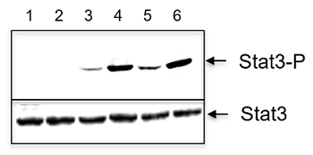 IL-22 (mouse):Fc (mouse) (rec.) (non-lytic)