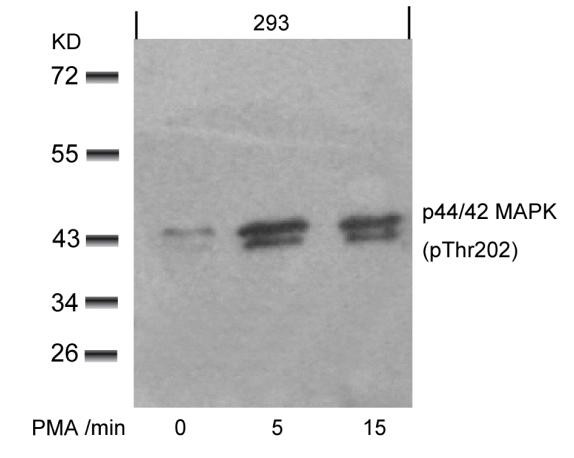 Anti-phospho-p44/42 MAP Kinase (Thr202)