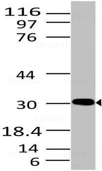 Anti-HMGB1 (Clone: ABM24D3)