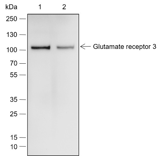 Anti-Recombinant Glutamate receptor 3, clone A661