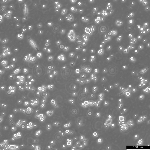 L6565 Cells