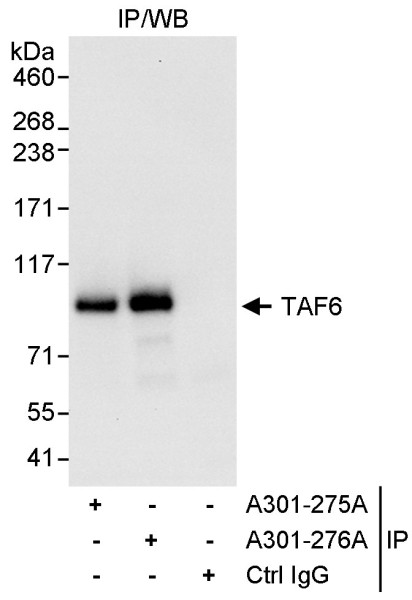 Anti-TAF6