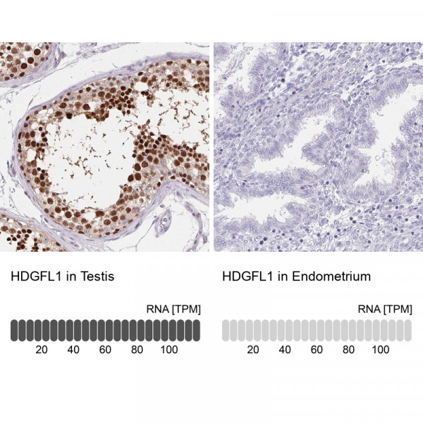 Anti-HDGFL1