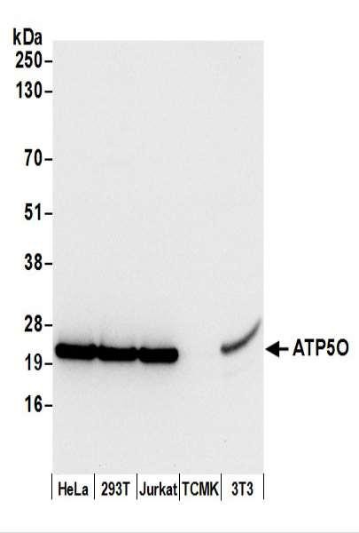 Anti-ATP5O
