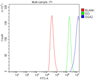 Anti-GGA2 / Golgi-localized, gamma ear-containing, ARF-binding protein 2