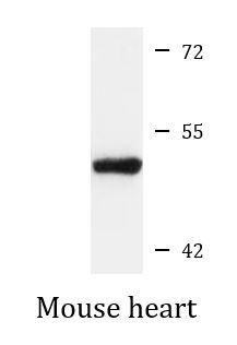 Anti-CLN5