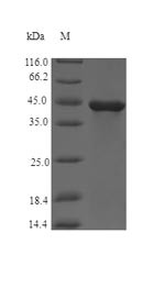 Flagellin (CBO2730), Clostridium botulinum, recombinant