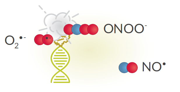 Cayman-DNA-RNA-Damage