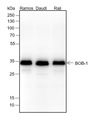 Anti-Recombinant BOB-1, clone A144