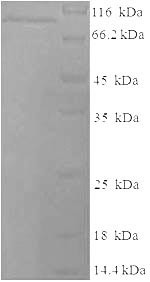 Lysyl oxidase homolog 2 (Loxl2), mouse, recombinant