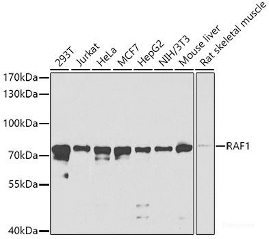 Anti-RAF1