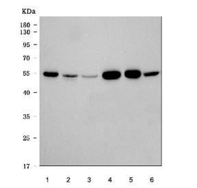 Anti-Alpha Tubulin, clone DM1A