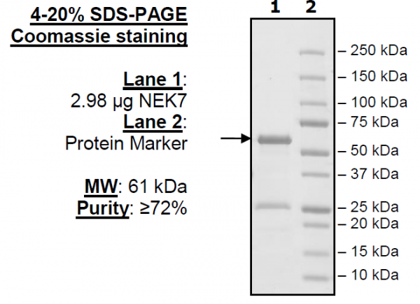 NEK7, active human recombinant protein