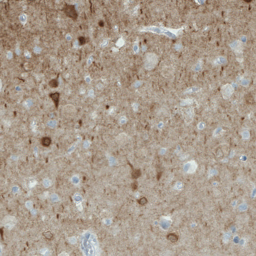 Anti-NECAB1, clone CL0575