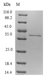 p53-Regulated apoptosis-inducing protein 1 (TP53AIP1), human, recombinant