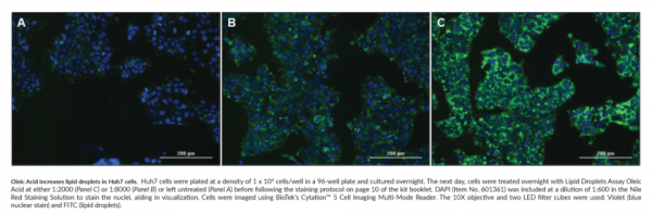 Lipid Droplets Fluorescence Assay Kit