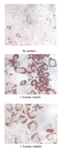 Nampt (Visfatin/PBEF) (human, rec.) (His) (BULK)